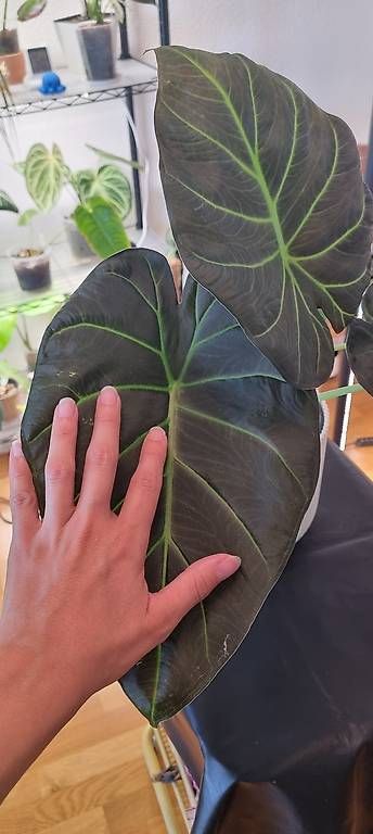 Piante & sementi: Wunderschöne Alocasia Regal Shield – Usato da Wallenwil venduto da pet_mz5n