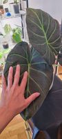 Wunderschöne Alocasia Regal Shield