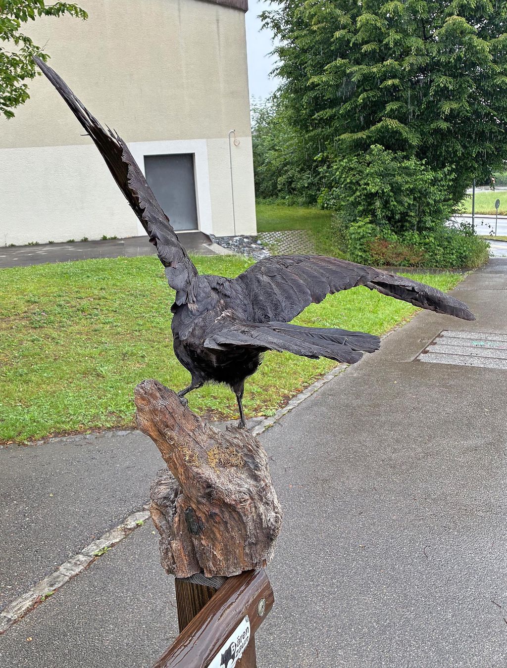 Il mondo degli animali: Alter Rabe – Usato da Bäretswil venduto da robsonantik 2