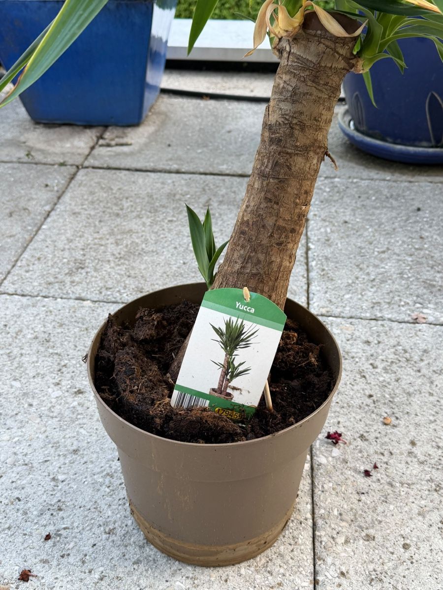 Piante & sementi: Zimmerpflanze Yucca – Usato da Richterswil venduto da Prangins9 5