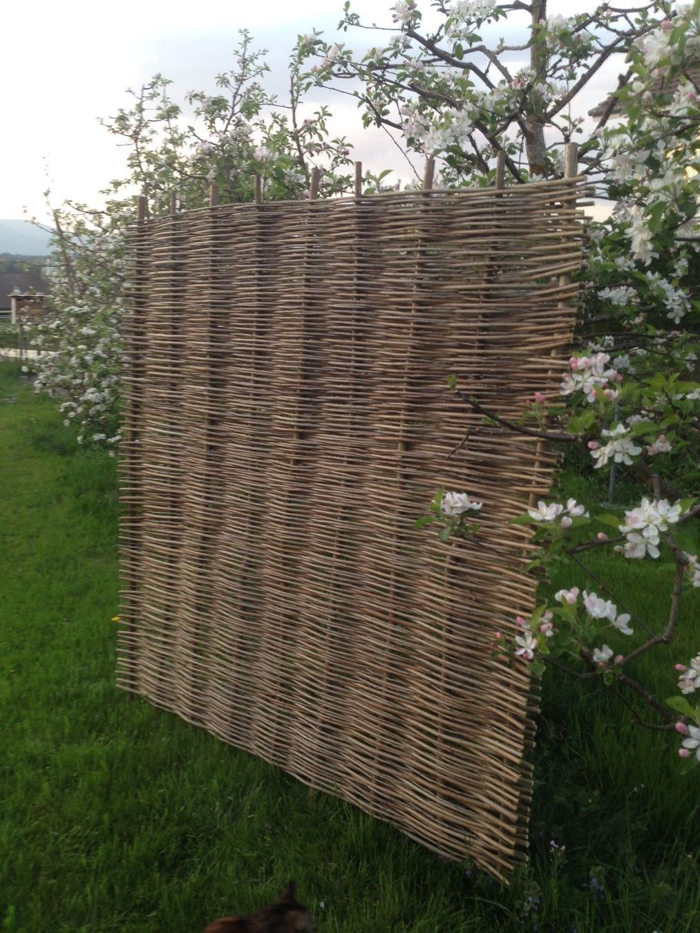 Fendivista: Flechtzaun aus Robinie 180x180cm – Nuovo e nell'imballaggio originale da Thunstetten venduto da chriguoester