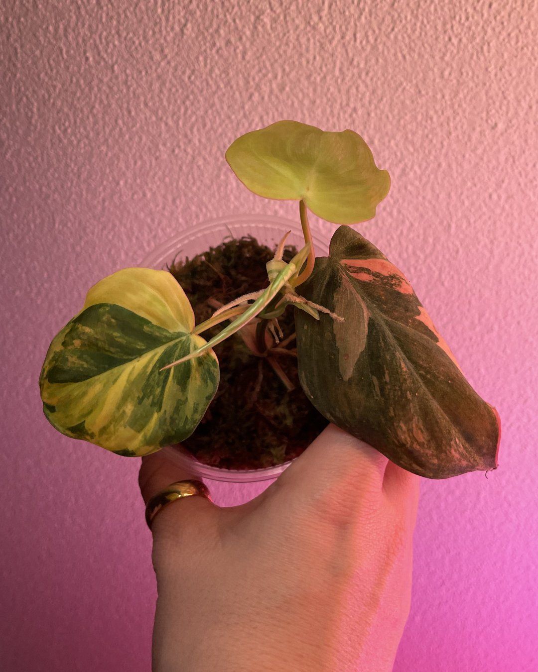 Piante & sementi: Philodendron Micans Ferrari – Usato da Suhr venduto da Planted.by.two