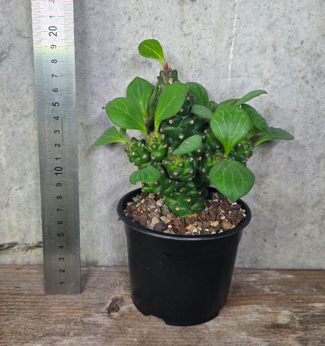 Piante & sementi: Euphorbia ritchiei – Usato da St.Erhard venduto da Plumilandschweiz 3