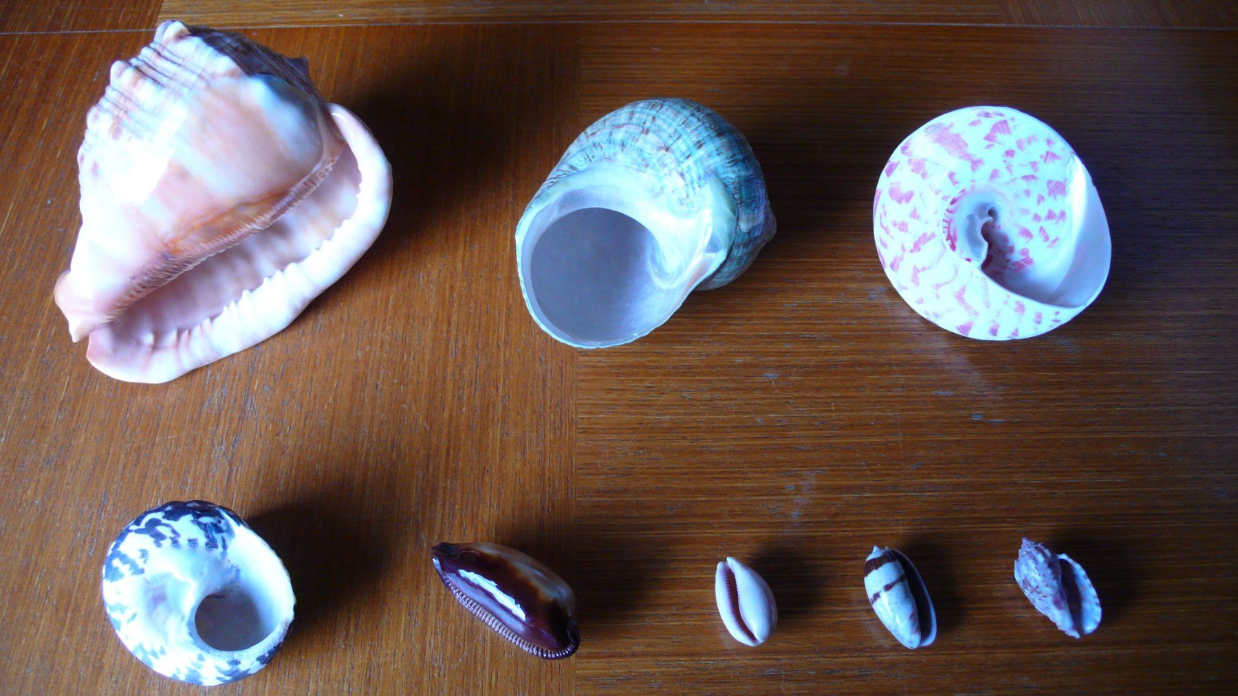 Tutte le decorazioni: 8 hübsche Südsee-Muscheln – Nuovo (secondo la descrizione) da Birmenstorf AG venduto da tritonius 2