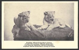 Kapitän Alfred Schneider's Junge Löwen