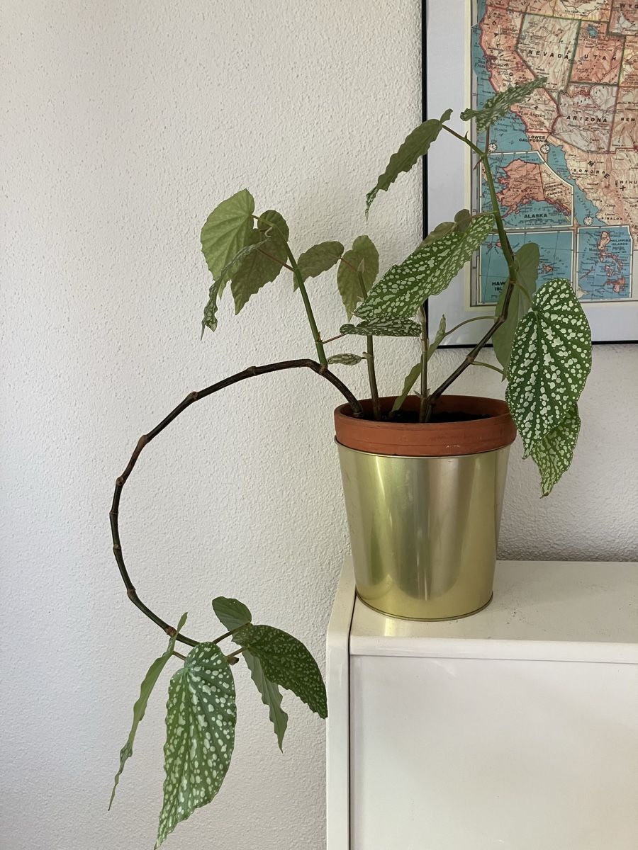Plantes & graines: Baby Forellen Begonie – D'occasion à Biglen par Maci2005
