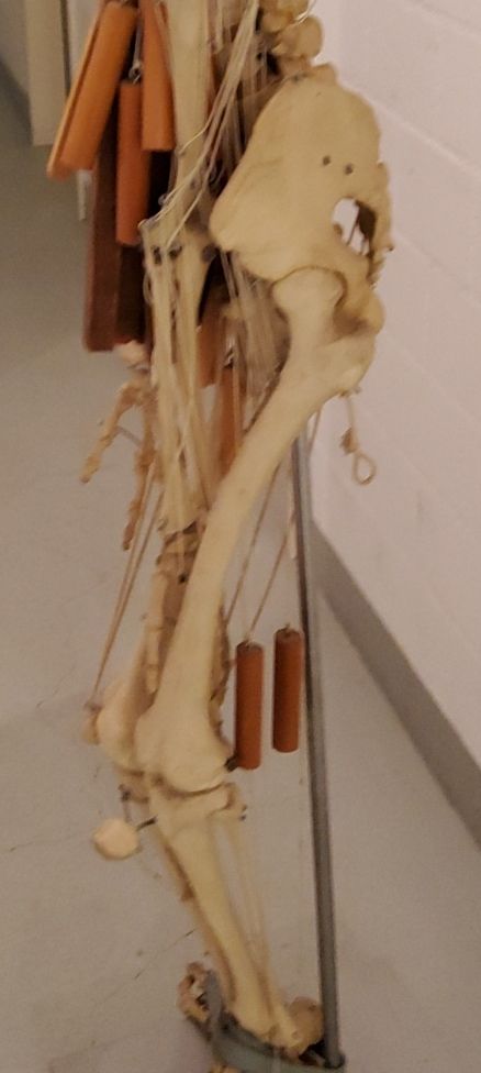 Modellbausätze & Standmodelle: Anatomisches Skelett Modell mit Metallgestell – Gebraucht aus Hinwil von Nabe1 3