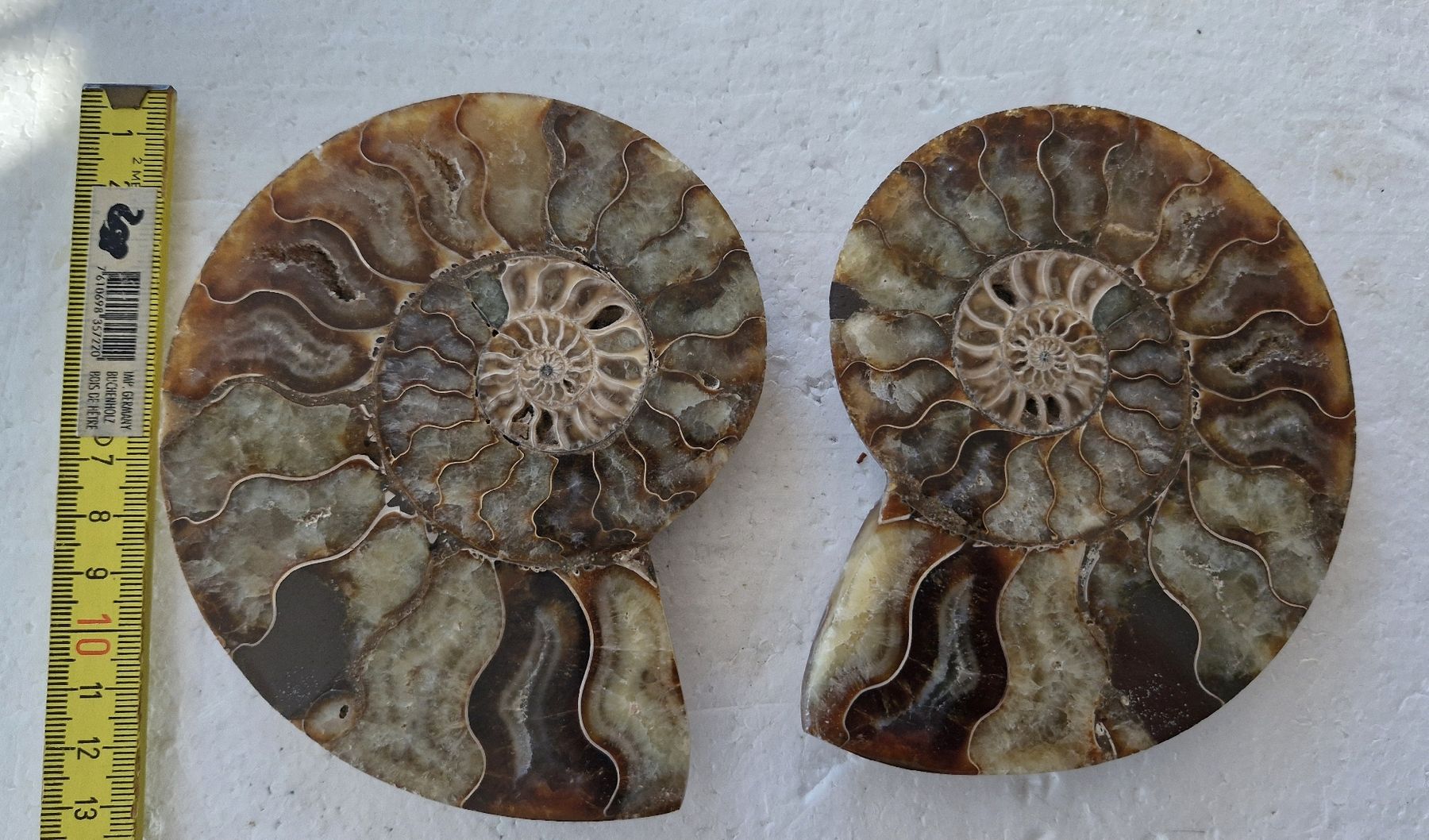 Fossilien: Schöner Ammonit, poliert – Gebraucht aus Zürich von Waitsforever 3