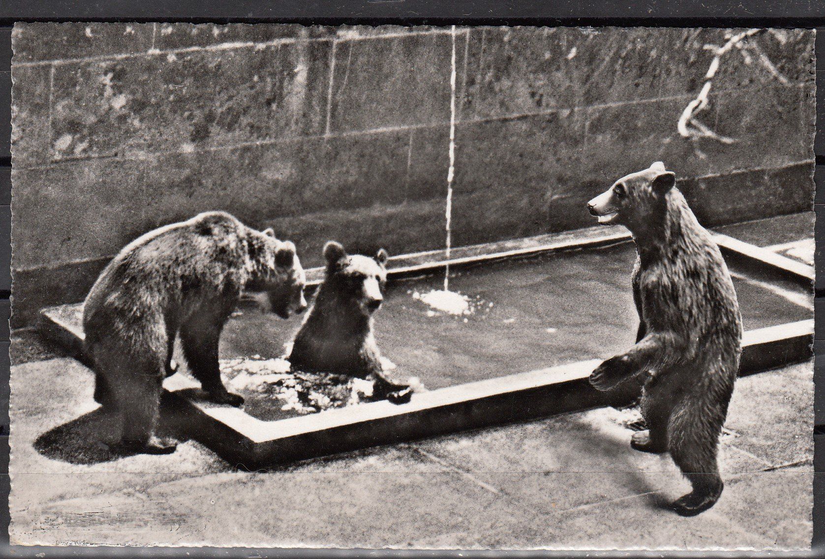 Cartoline postali: Ak Bern Bärengraben BE – Usato da Herrliberg venduto da Lfrifda