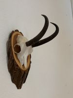 Gamstrophäe, Wanddeko