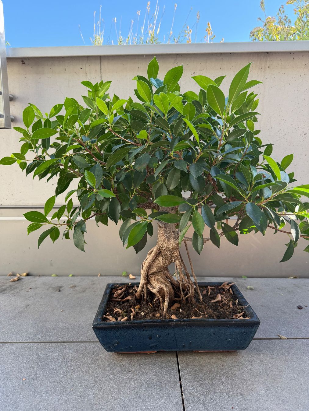 Piante & sementi: Bonsai Ficus – Usato da Ennetbaden venduto da miboo
