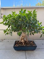 Bonsai Ficus