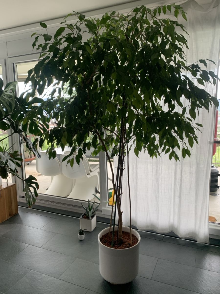 Pflanzen & Samen: Ficus Benjamina Baum, gross etwa 2.10m – Gebraucht aus Zürich von JuneBaby12