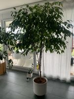 Ficus Benjamina Baum, gross etwa 2.10m