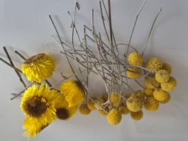 Trockenblumen Gelb