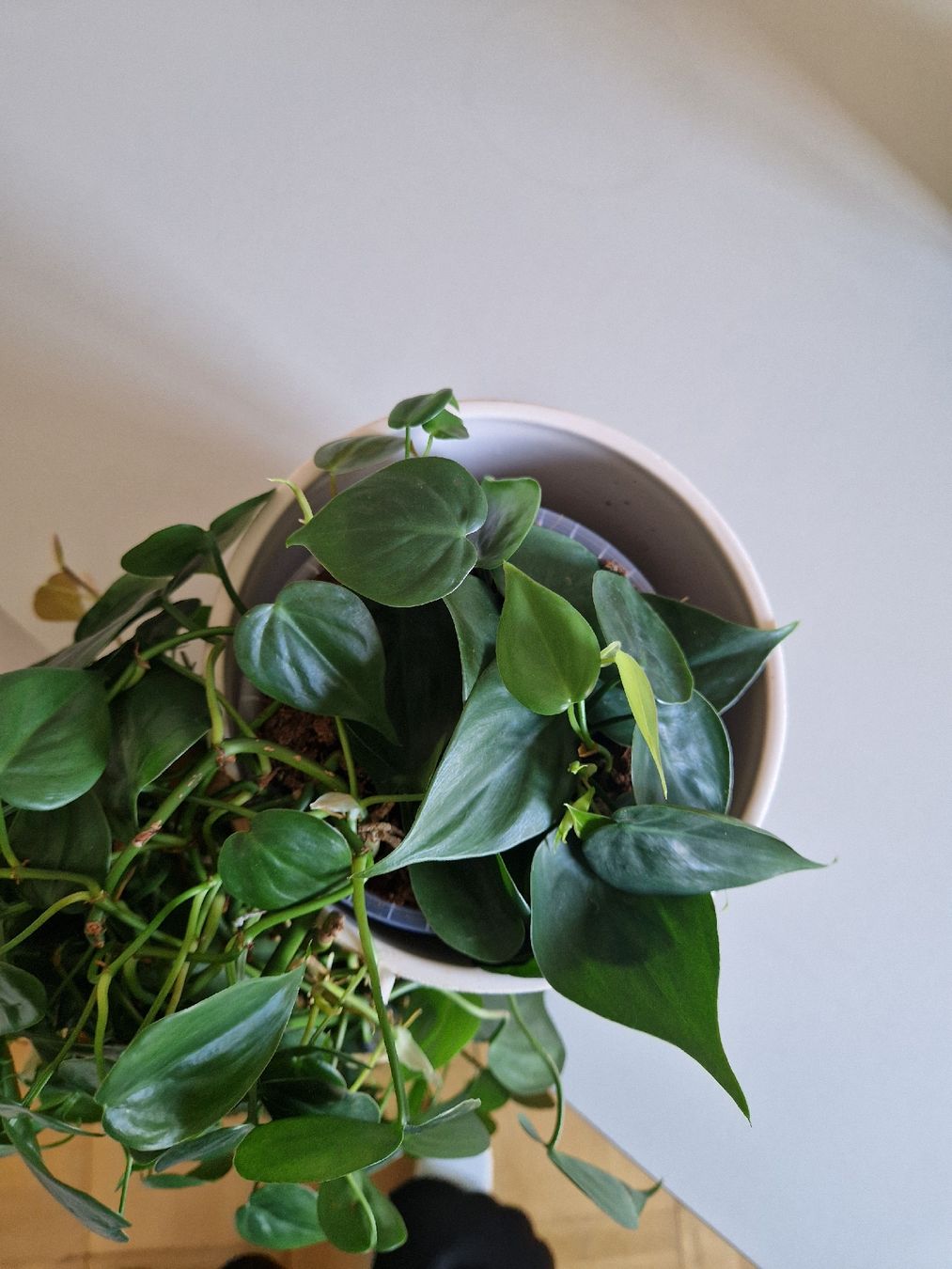 tabasco chili pepper plant Tabasco Pepper – 50 Seeds main image 1