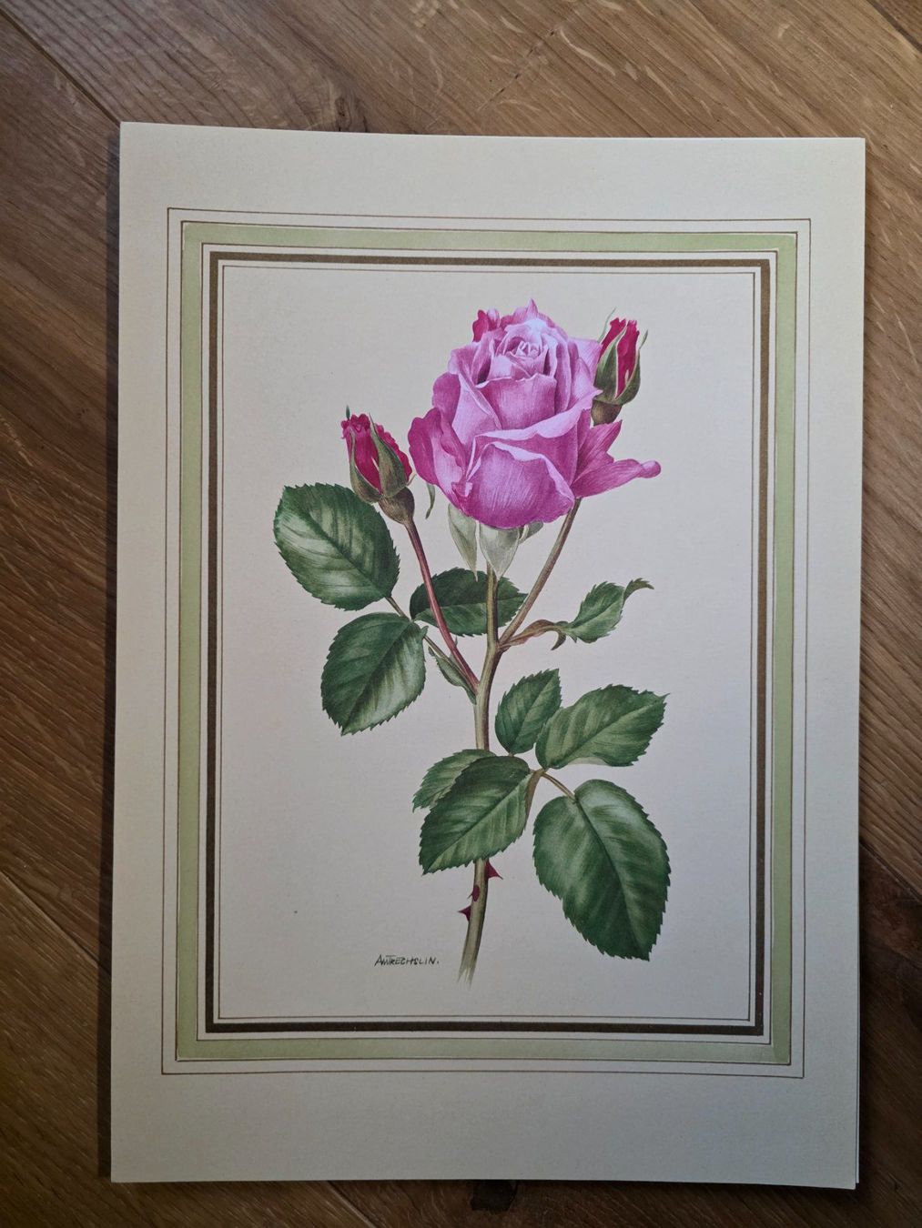 Foto & Immagini: Bild Rose - Anne Marie Trechslin – Usato da Walterswil BE venduto da Lonitti 3