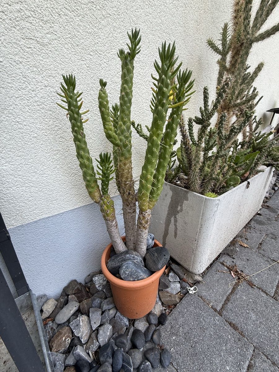 Plantes & graines:  Austrocylindropuntia  – D'occasion à Rorbas par SimS0n 1