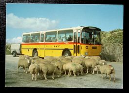 NUFENENPASS Schafe - Postauto