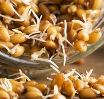 Ab 5.- fr 50 Samen von QUINOA Wintersprossen