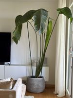 Strelizia Nicolai 2m hoch inkl. Topf