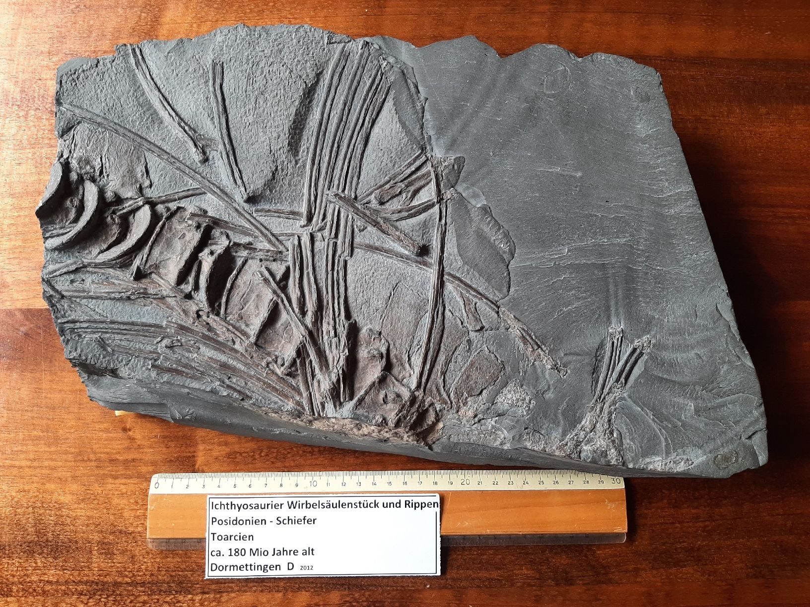 Fossili: Ichthyosaurier Wirbelsäulenstück und Rippen – Usato da Rickenbach BL venduto da Oktober68