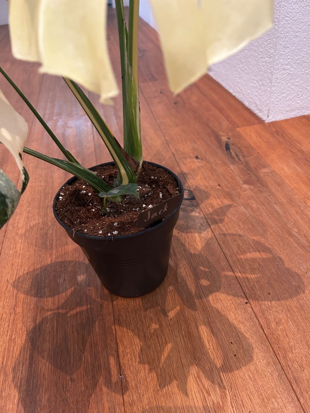 Piante & sementi: Monstera Thai Constellation💚 – Usato da Wattwil venduto da Mikesplantshop 4