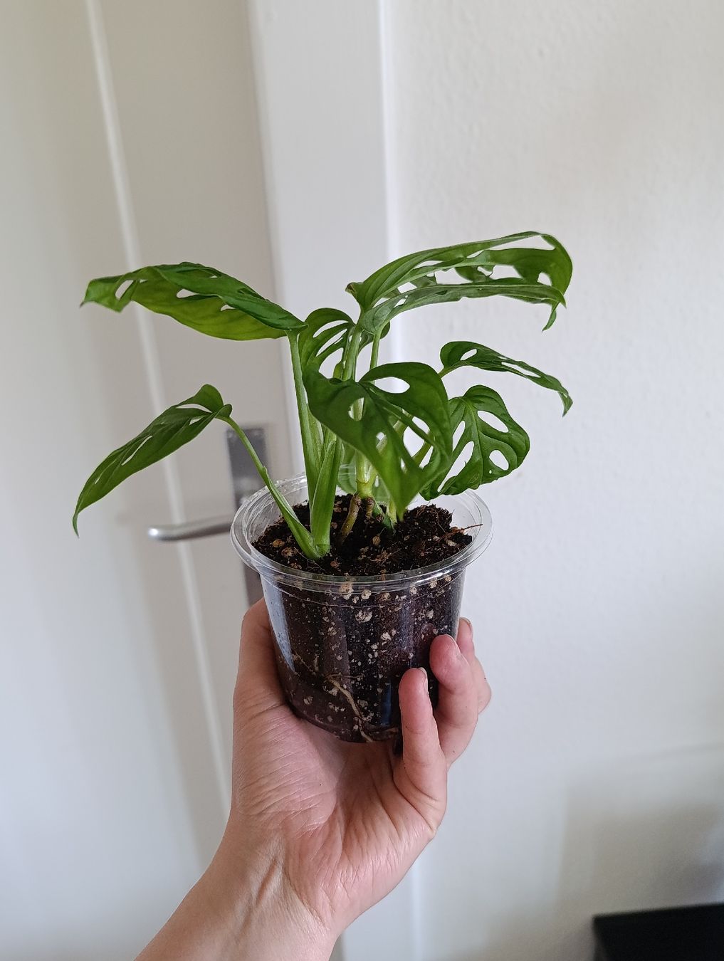 Pflanzen & Samen: Monstera Adansonii  – Neu (gemäss Beschreibung) aus Baar von L.isa28 1