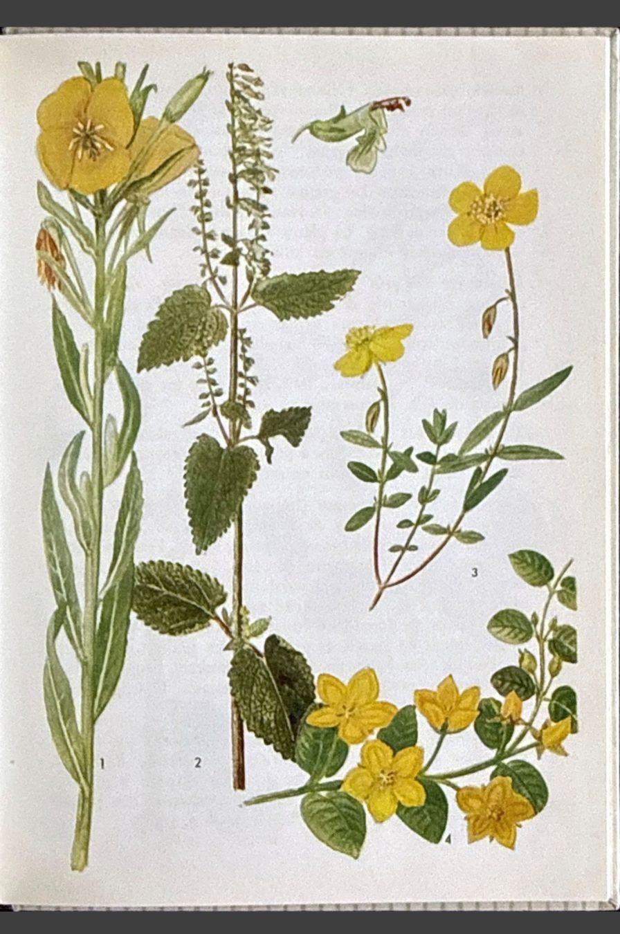Libri: Fleurs des bois, Petits Atlas Payot – Usato da Fleurier venduto da jea_j77g 3