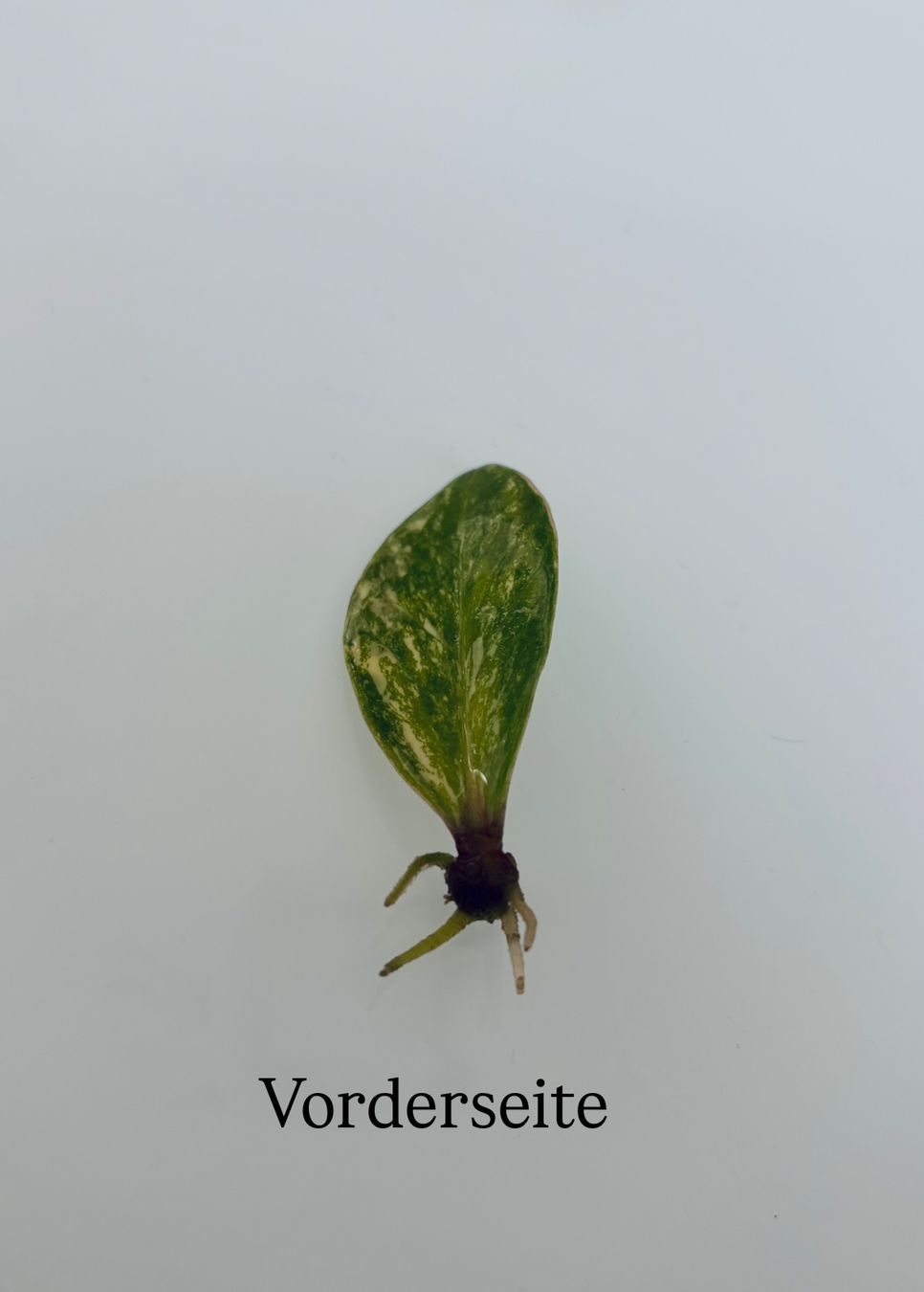 Piante & sementi: Zamioculcas Zamiifolia Variegata – Usato da Spreitenbach venduto da GreenThumb