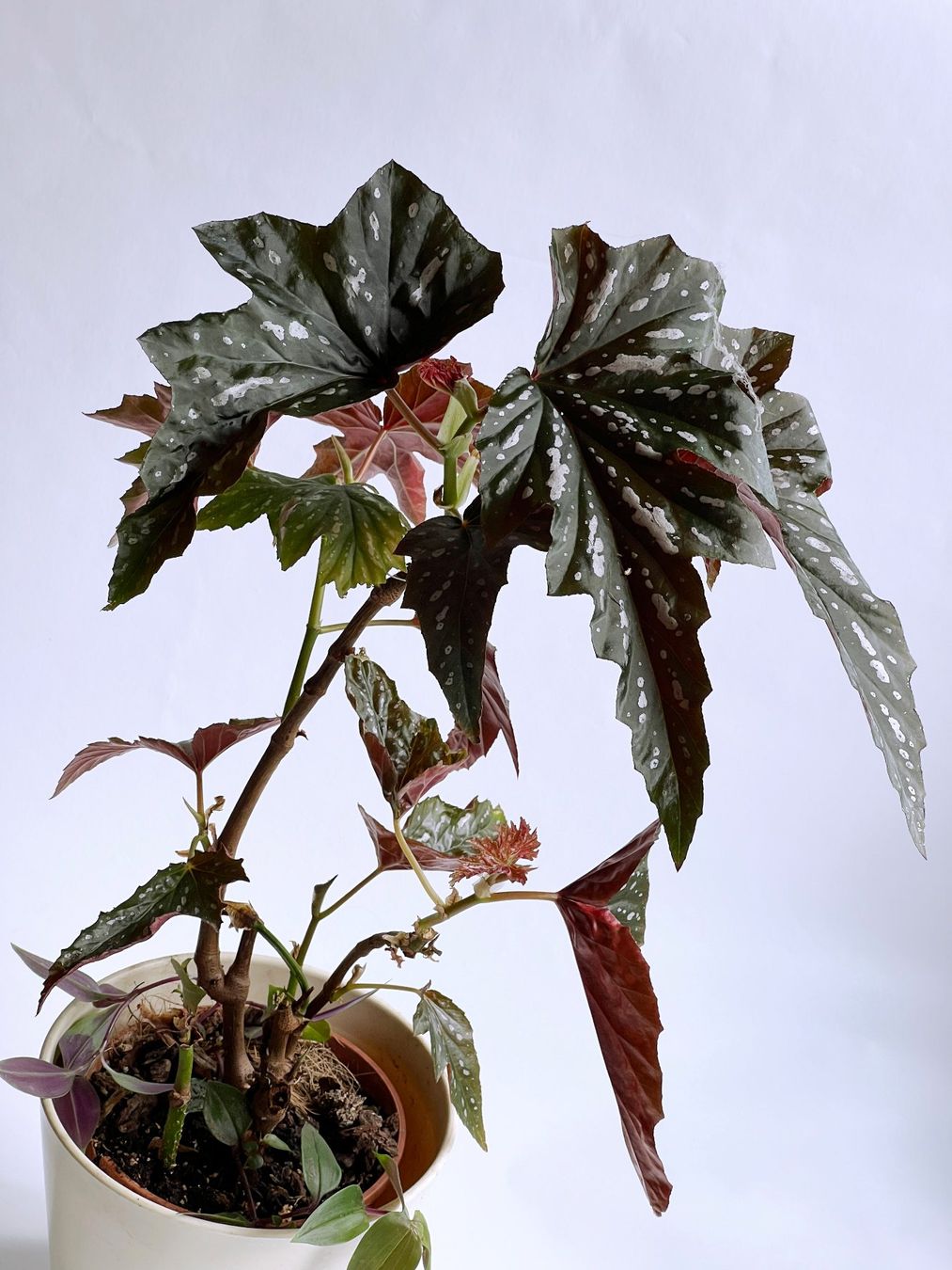 Piante & sementi: BEGONIA*Aconitifolia***** – Nuovo (secondo la descrizione) da Dübendorf venduto da Orchid18 2