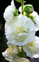 50 Samen Stockrose CHATER'S WHITE