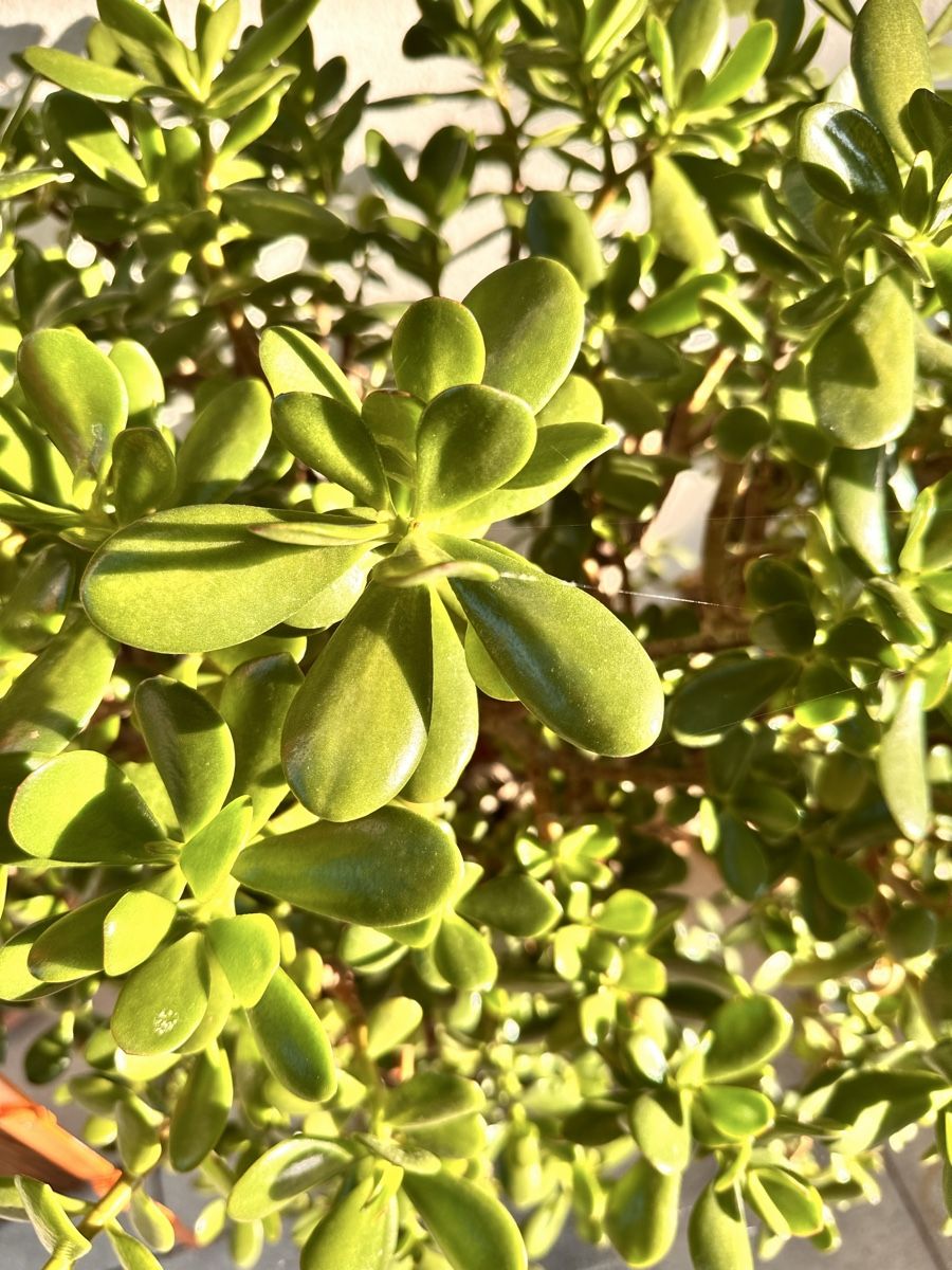 Piante & sementi: Crassula – Usato da Andelfingen venduto da Bastelgruppe 1