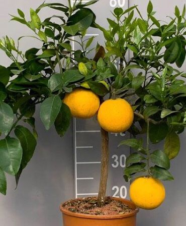 Pflanzen & Samen: 10 Samen Rote Grapefruit STAR RUBY "Citrus Paradisi" – Neu und originalverpackt aus Rovio von POSITIFFARTandPLANTS 1