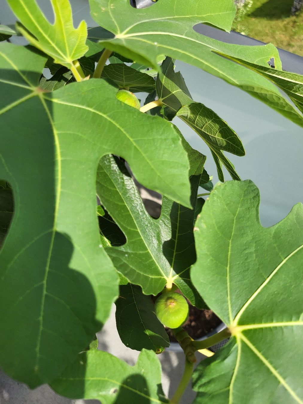 Plantes & graines: Feigenbaum Topf junger Baum mit Fruechten und Blättern – D'occasion à Zürich par Lizi7 3