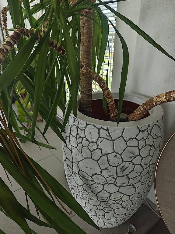 Vasen & Gefässe: grosse vase mit pflanze  – Gebraucht aus Adligenswil von balboa5 1