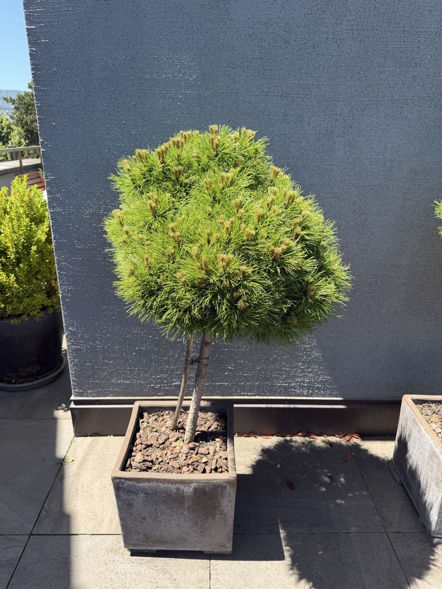 Pflanzen & Samen: Black Pine trees – Gebraucht aus Küsnacht ZH von lfo_f8w5 3