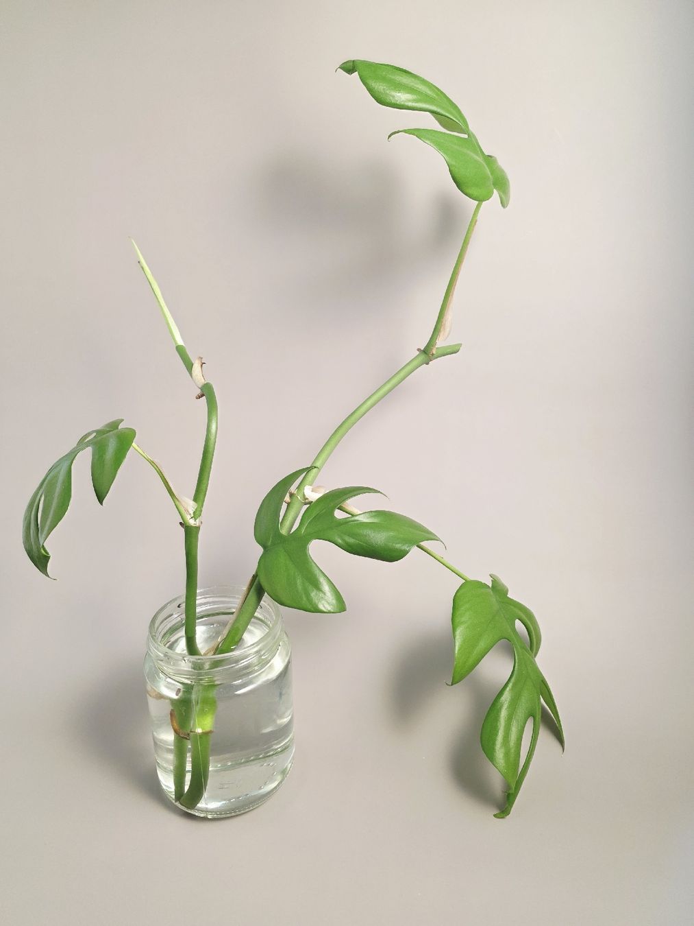 Pflanzen & Samen: Rhaphidophora Tetrasperma / Monstera minima Steckling – Neu (gemäss Beschreibung) aus Gerolfingen von Azora