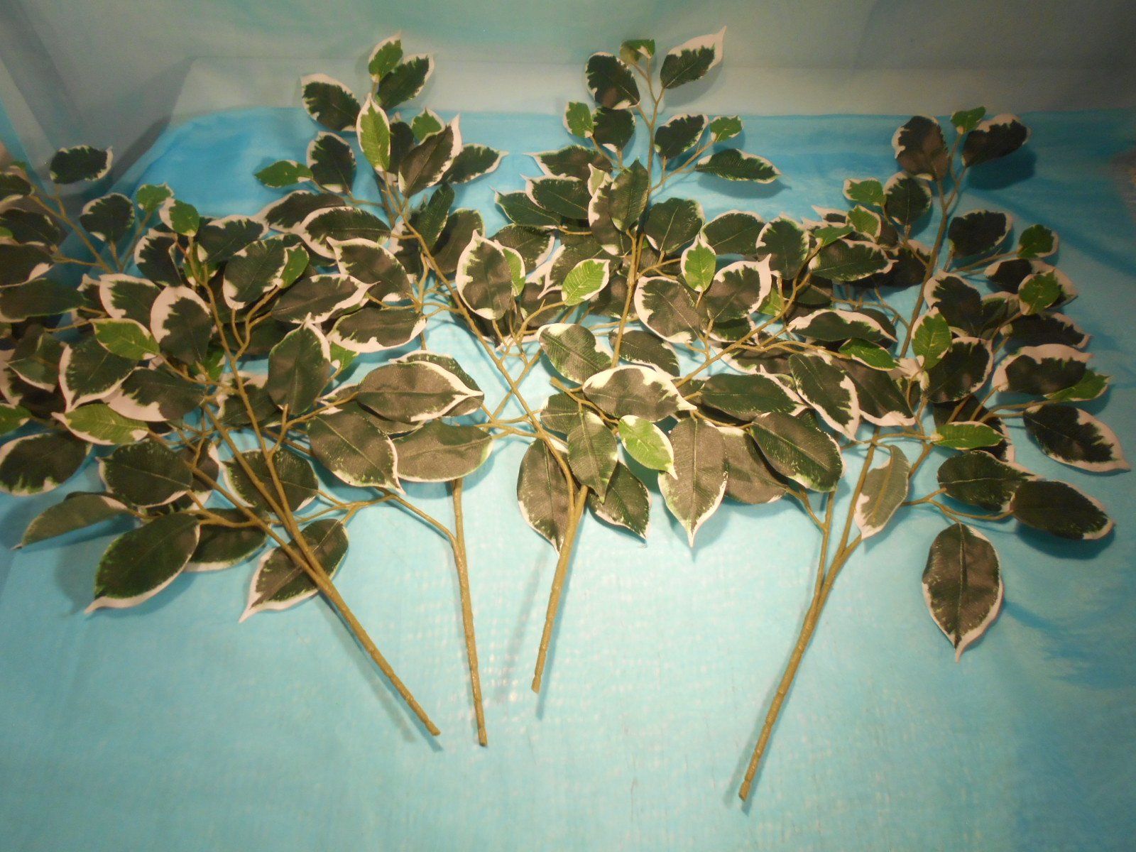 Piante & sementi: 4 Aeste Ficus Blätter, L: 60cm – Usato da Bellach venduto da JingleCherry 2