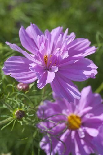 Piante & sementi: 50 Samen Cosmea FIZZY PINK – Usato da Ehrendingen venduto da VerveinaSamen 3