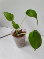 Alocasia Cucullata