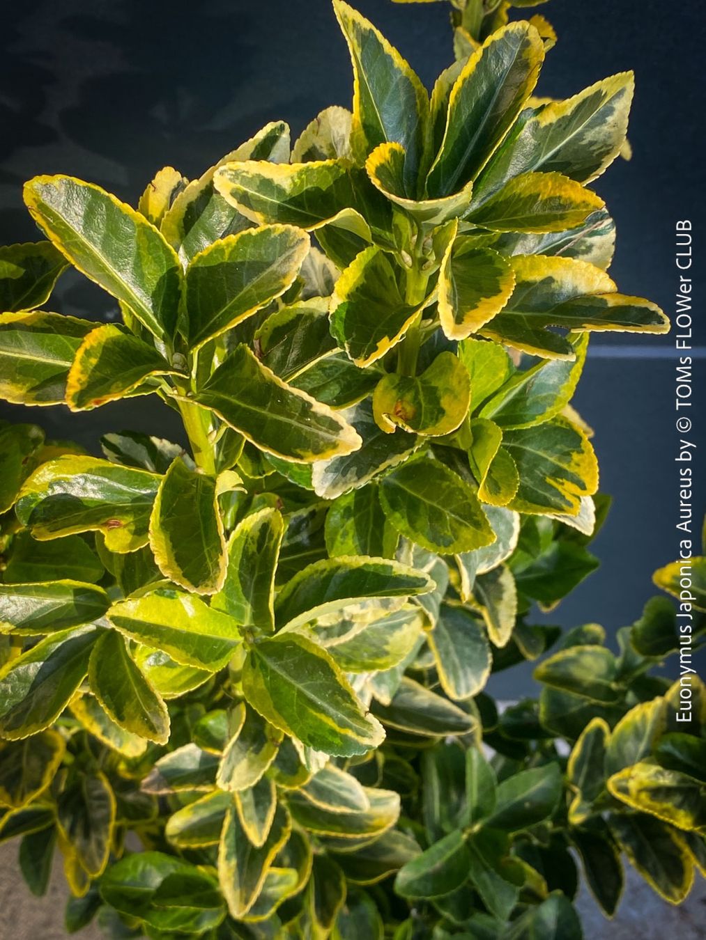 Pflanzen & Samen: Euonymus Japonicus ‘Aureus’ oder 'Bravo' - immergrün – Neu und originalverpackt aus Adliswil von TAKEYOURPLANT 8