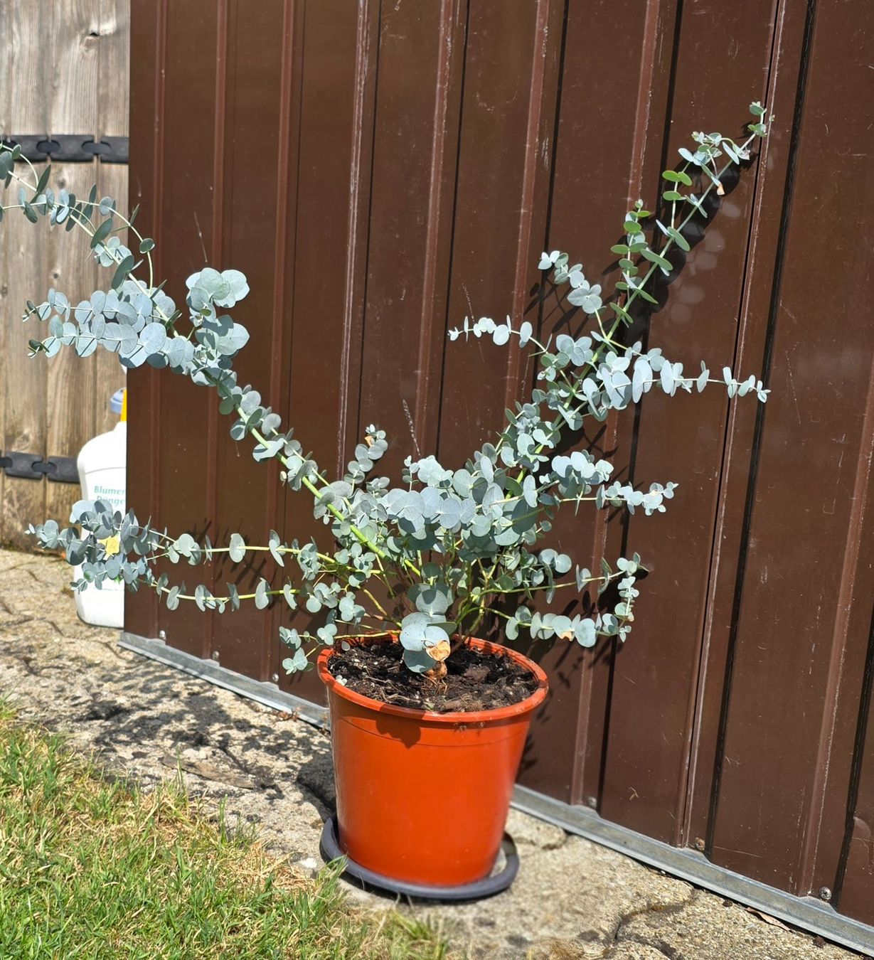 Pflanzen & Samen: Eukalyptus – Neu (gemäss Beschreibung) aus Aarburg von popkorn65