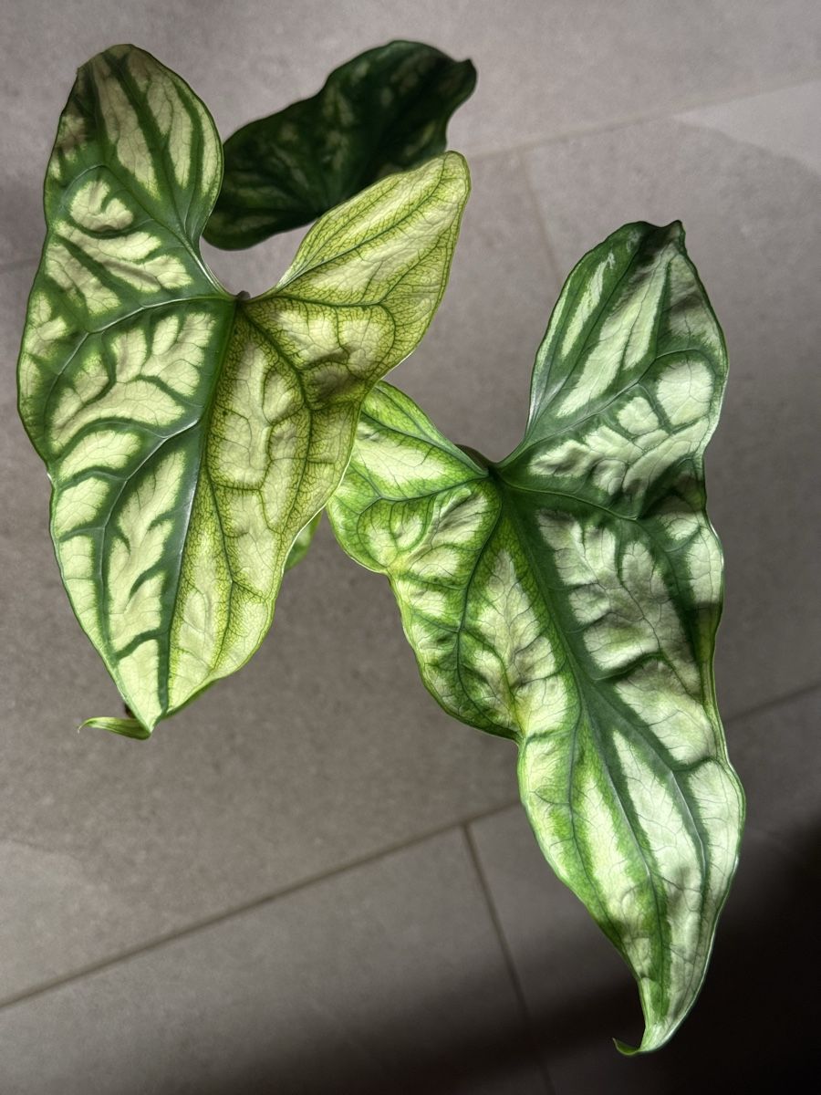 Pflanzen & Samen: Cerestis mirabilis variegata – Gebraucht aus Bachenbülach von csp_6rns 3