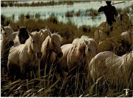 Chevaux camarguais dans les étangs, circulée 1977