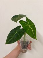 😍 Alocasia Frydek Baby (Nr. 9)