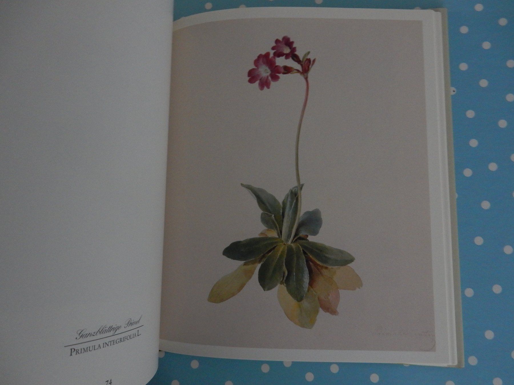 Bücher: M. Daffinger Alpenblumen Aquarelle wunderschönes Blumenbuch – Neu (gemäss Beschreibung) aus Jona von JOberg_25 4