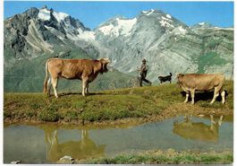 BRIGELS Bauer mit Hund und Kühen auf Alp Rubi