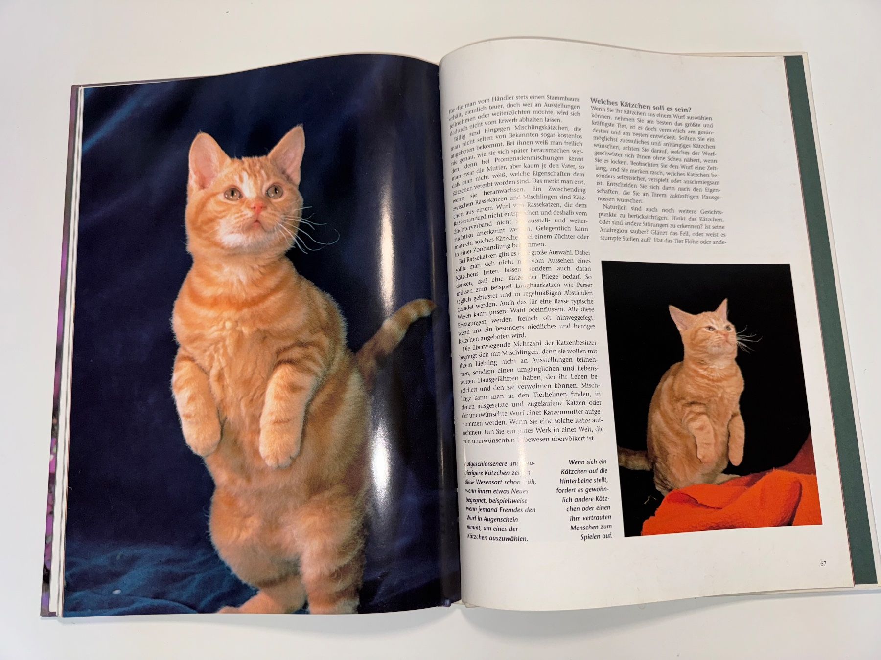 Libri: BUCH: Katzenkinder – Usato da Grosswangen venduto da Second_hand_paradise 6