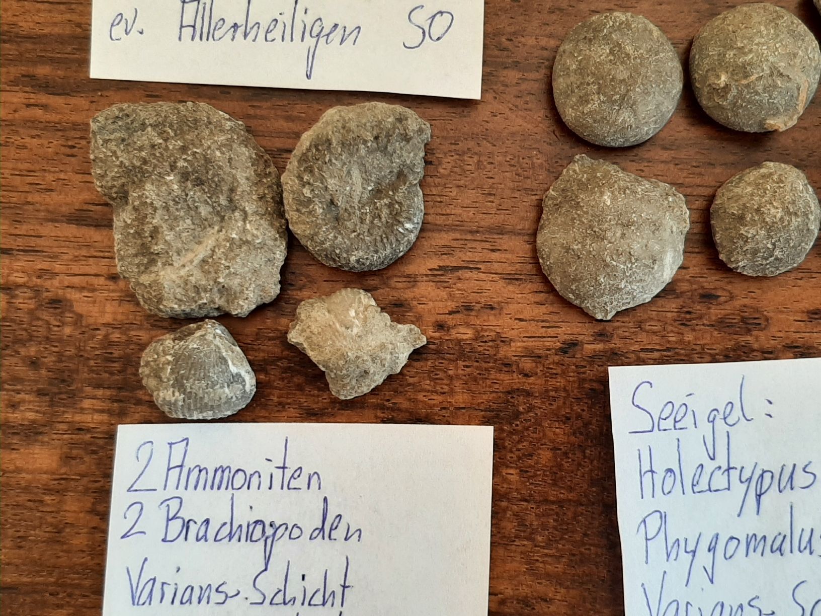 Fossili: Verschiedene Fossilien Schweiz – Usato da Rickenbach BL venduto da Oktober68 3